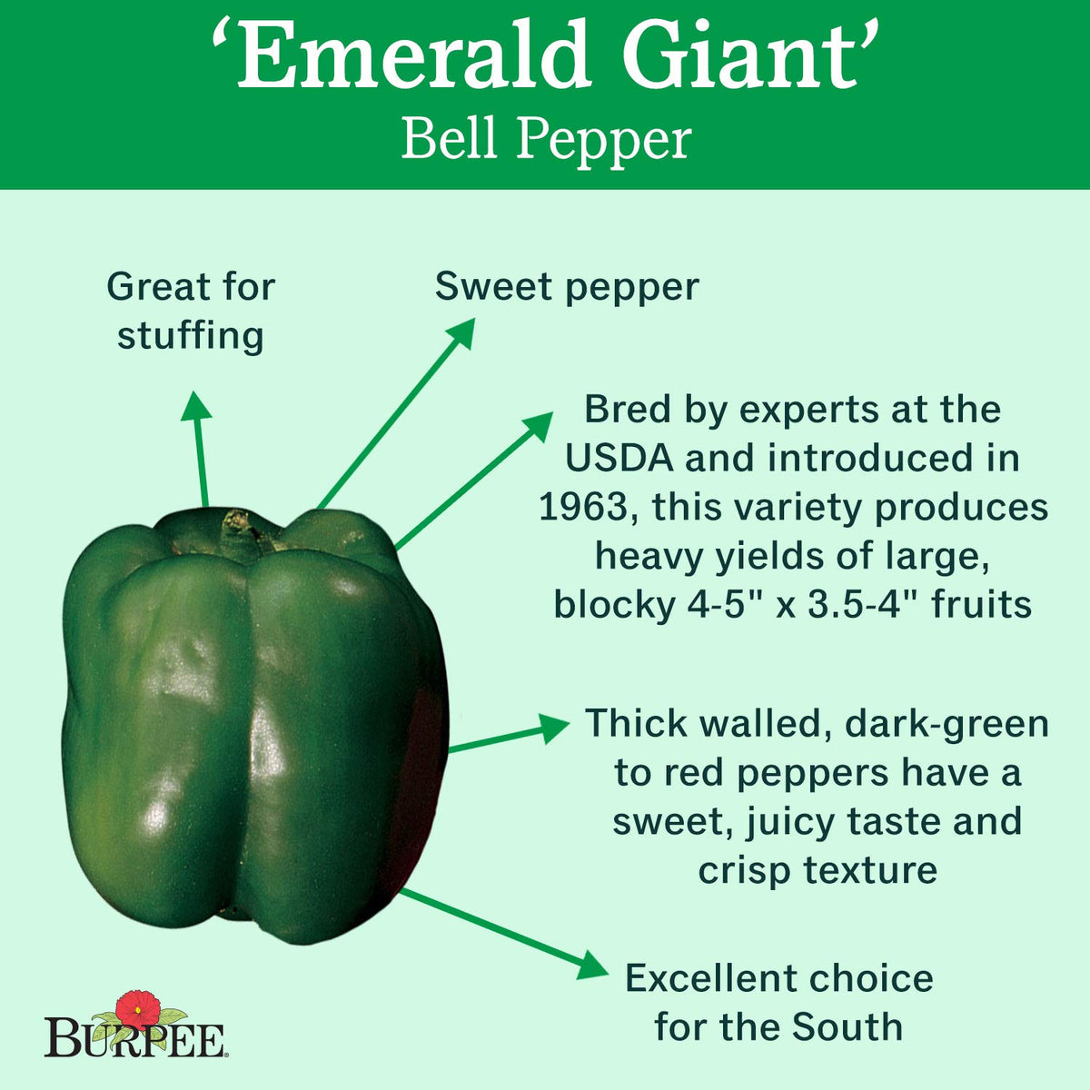 Burpee Emerald Giant pepper plant in garden with upright growth and multiple peppers.