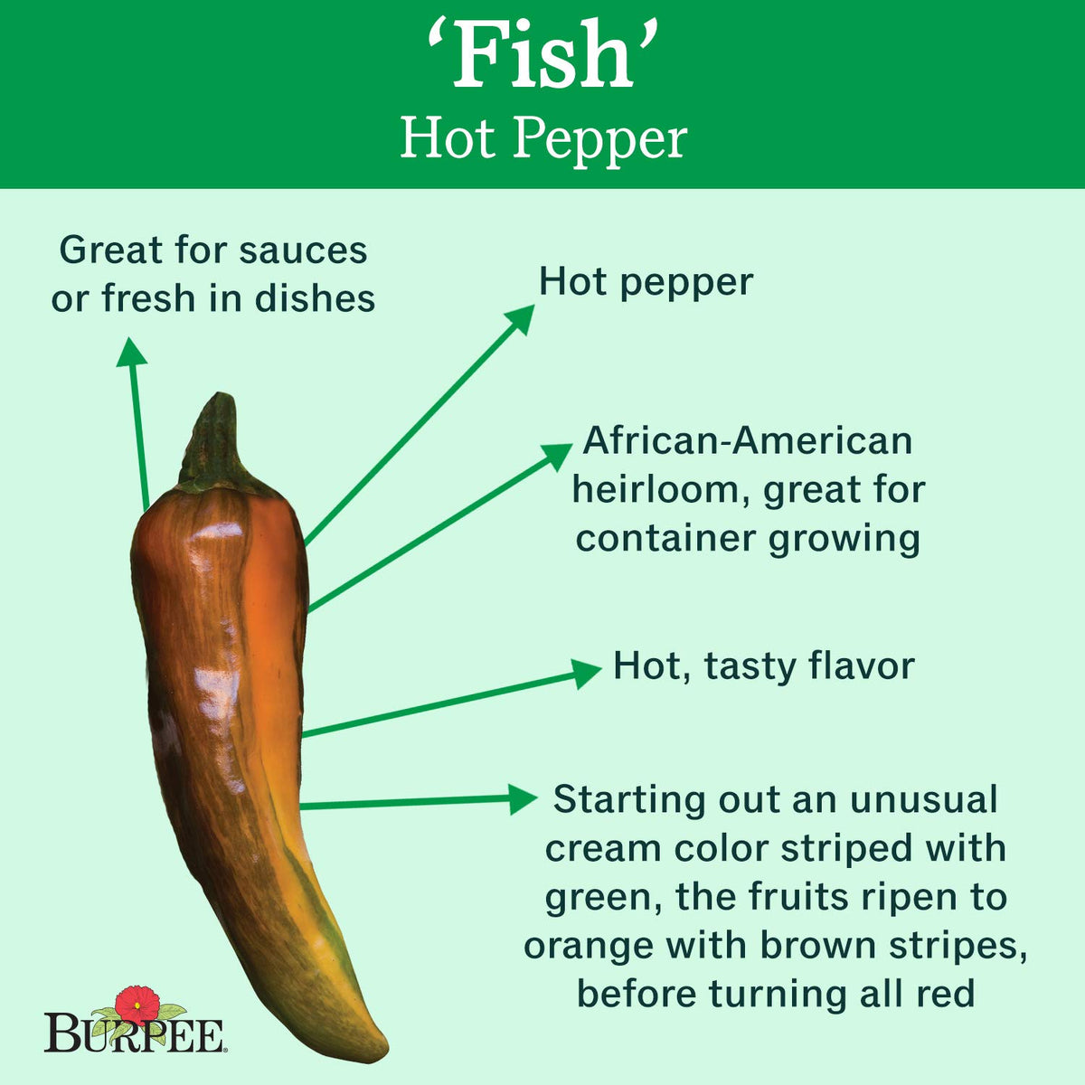 Burpee Fish Hot Pepper fruit color progression on plant