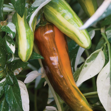 Burpee Fish Hot Pepper Seeds packet for garden starts