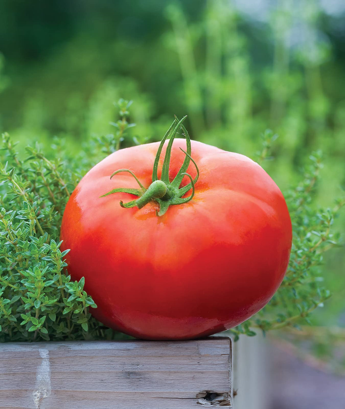 Harvest-ready Big Daddy tomatoes gleaming red on vines.
