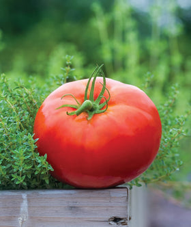 Harvest-ready Big Daddy tomatoes gleaming red on vines.