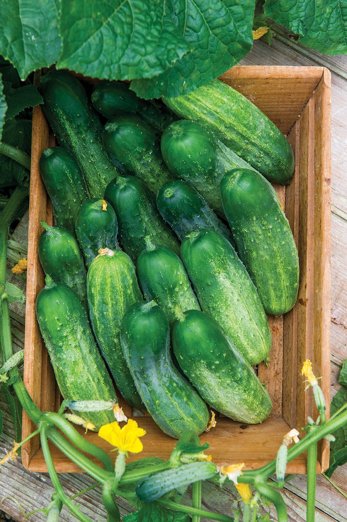 Burpee Fresh Pickles harvest-ready cucumber on plant inspiring garden-to-table meals.
