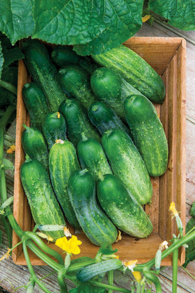 Burpee Fresh Pickles harvest-ready cucumber on plant inspiring garden-to-table meals.