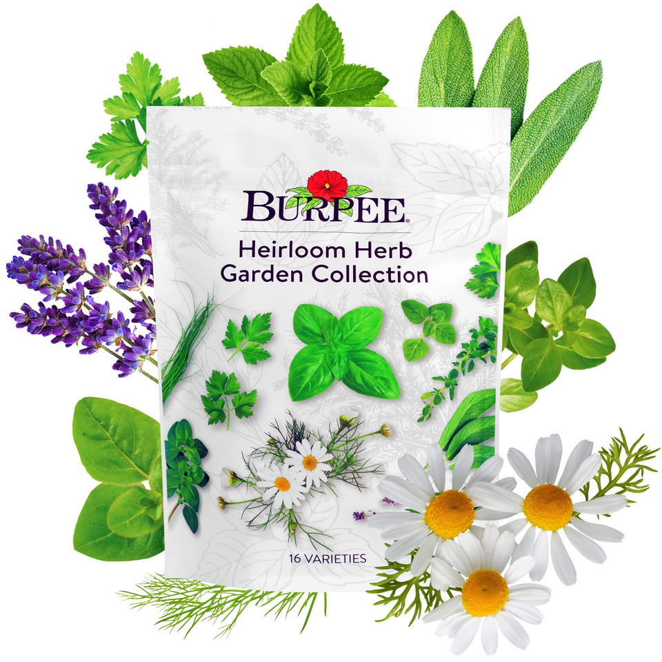 Burpee Heirloom herb seeds packet close up for home gardens.