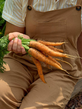Burpee Nantes Half Long carrot garden steps image showing sowing and spacing.