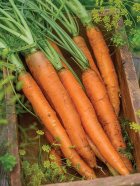Burpee Nantes Half Long carrot roots ready for harvest in about 70 days.