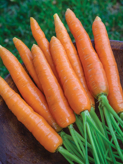 Burpee Nantes Half Long carrot seeds packet for easy spring planting.
