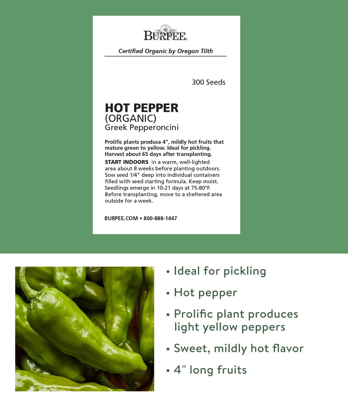 Burpee Pepperoncini Greek plants thriving in sunny beds producing mild, crunchy peppers.
