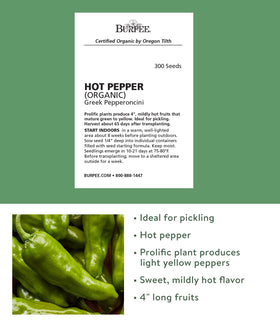 Burpee Pepperoncini Greek plants thriving in sunny beds producing mild, crunchy peppers.