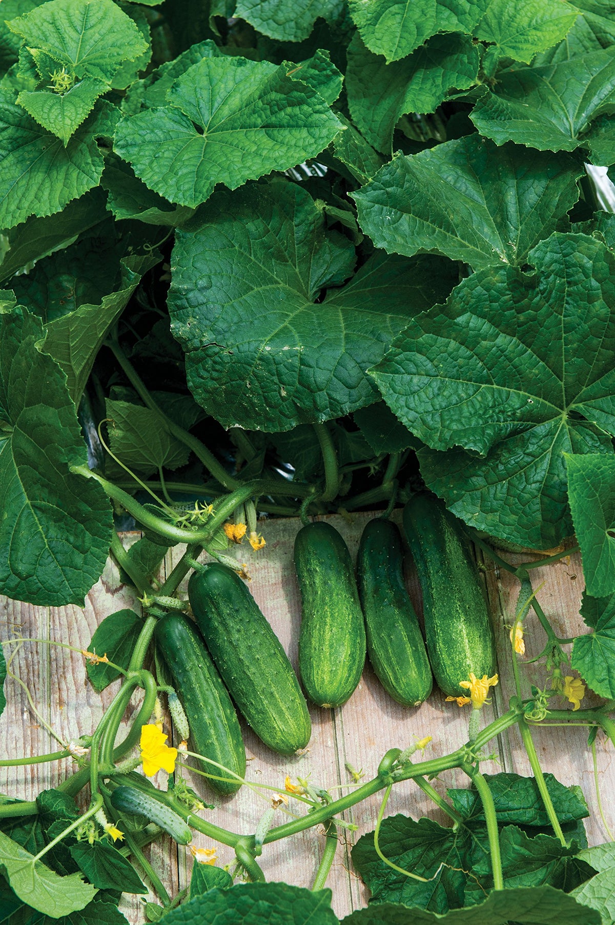 Burpee Fresh Pickles cucumber fruit on vine for fresh snacking and home pickling.