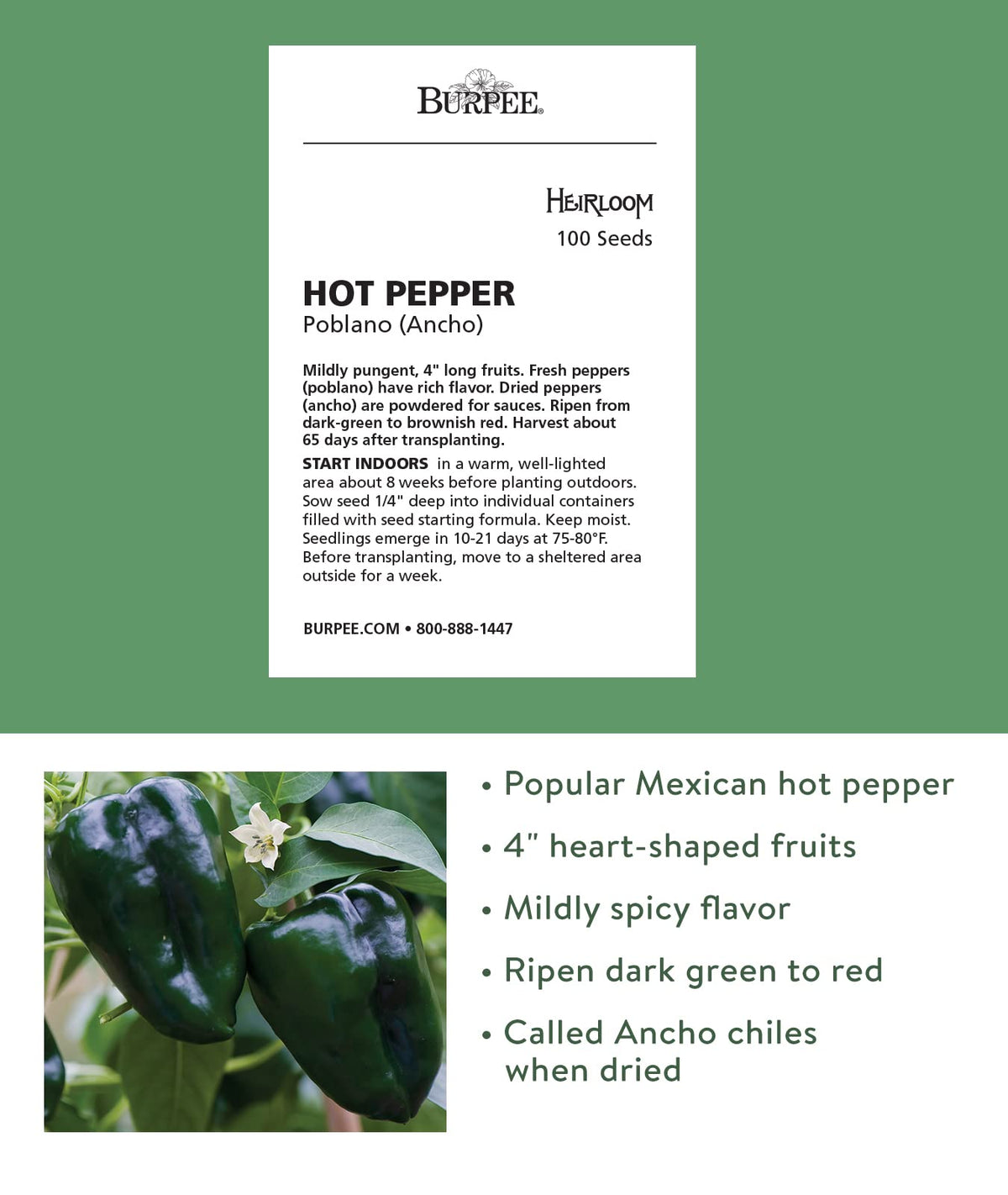 Burpee Poblano seed starting kit on a 72-cell tray.