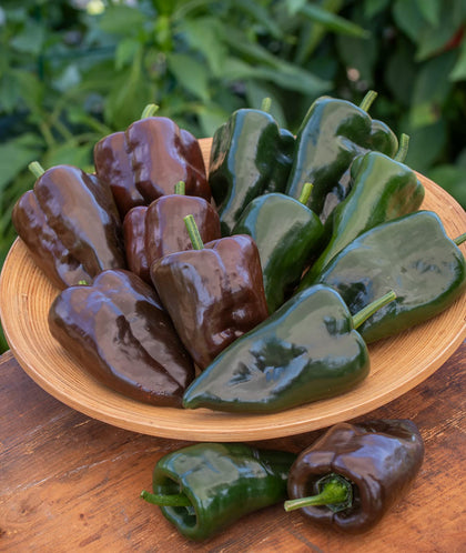Burpee Poblano seeds pack offers reliable germination.