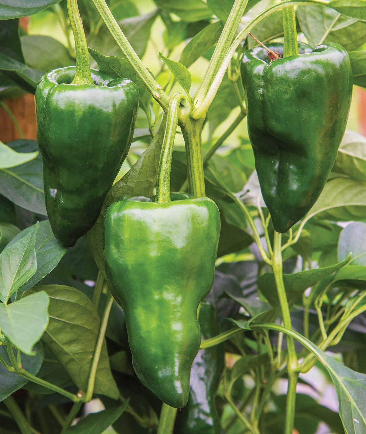 Sliced Burpee Poblano peppers on a plate for roasting.