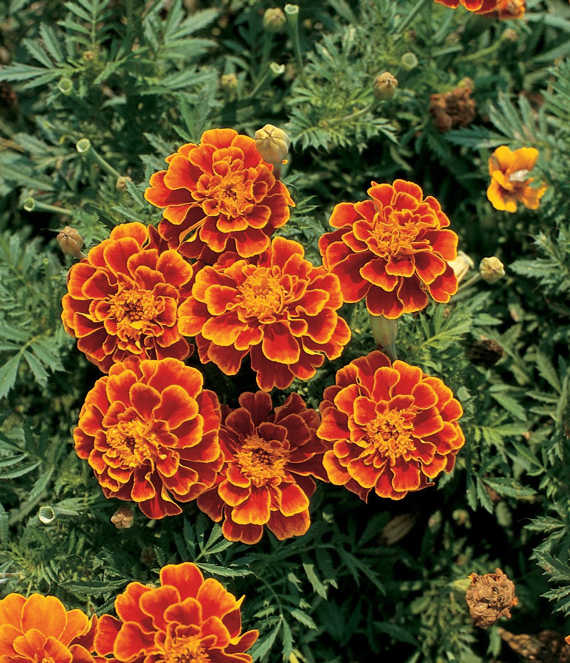 Queen Sofia marigold blooms close-up revealing large double petals with russet red and gold edging