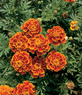 Queen Sofia marigold blooms close-up revealing large double petals with russet red and gold edging