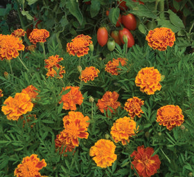 Burpee Queen Sofia marigold plant reaches about 10 inches tall, ideal for borders or containers
