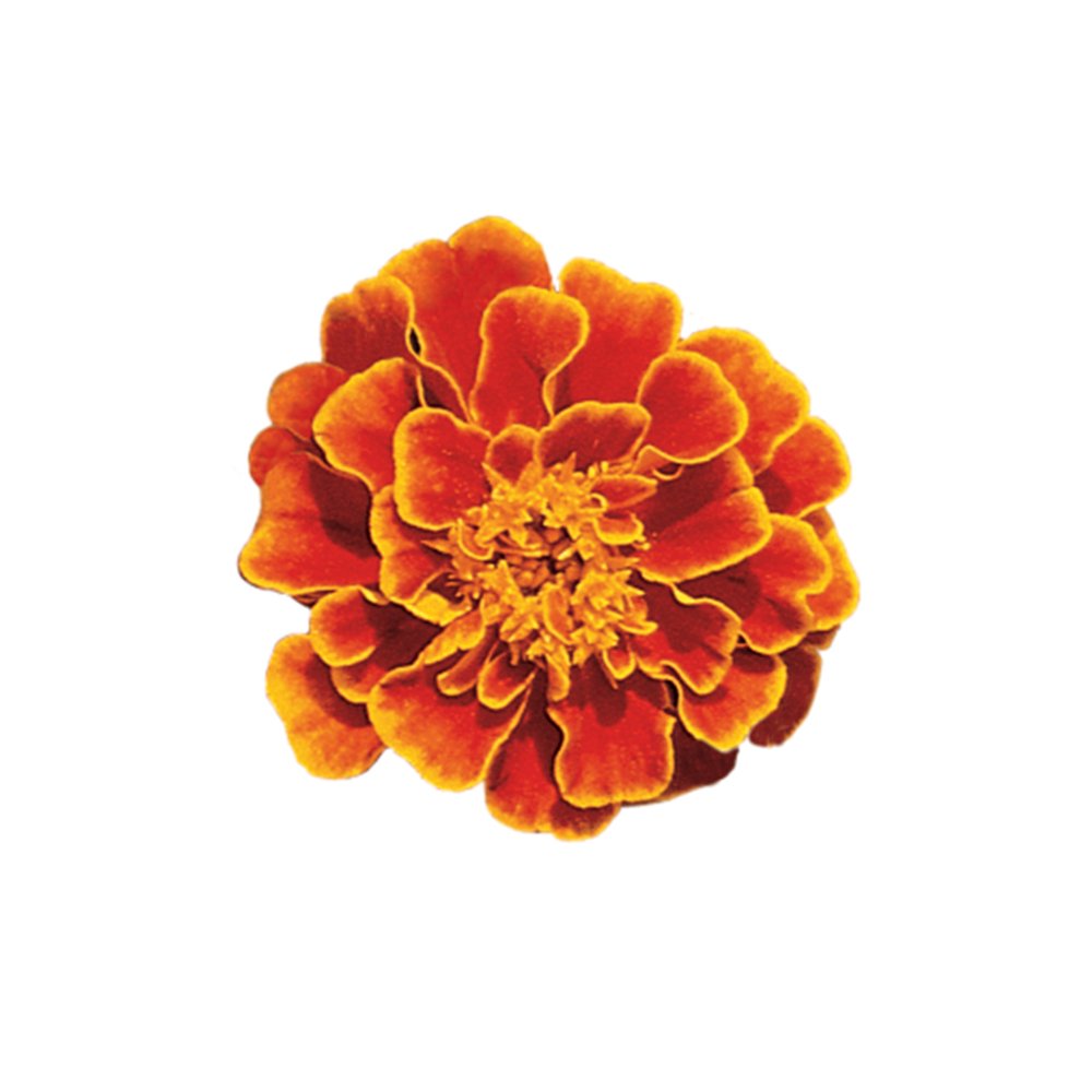 Burpee Queen Sofia marigold seeds packet front showing 100 seeds for easy gardening