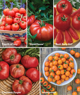 Seed starting kit included with Burpee tomato seeds for confident indoor germination.