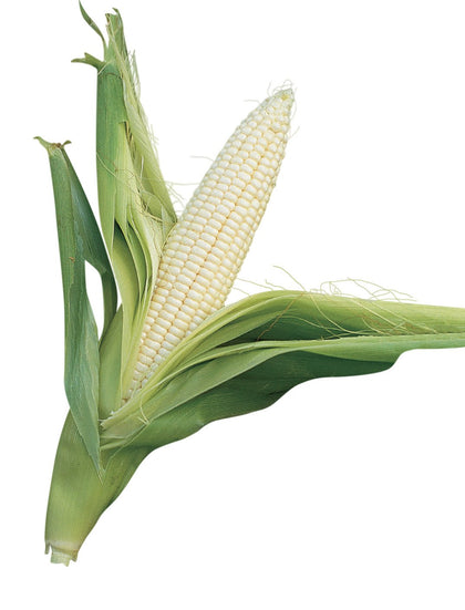 Burpee Silver Queen ear close-up with 14-16 white kernels for garden freshness