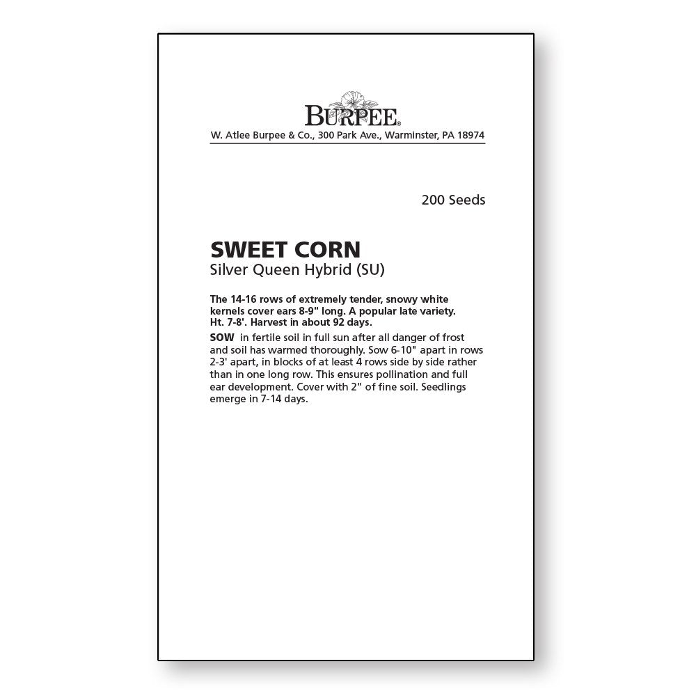 Burpee Silver Queen harvest image showing large 8-9 inch ears for summer meals