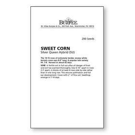 Burpee Silver Queen harvest image showing large 8-9 inch ears for summer meals