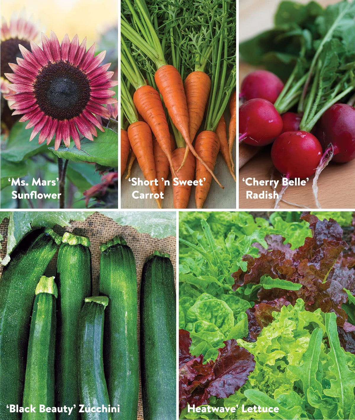 Burpee spinach seeds for quick, nutrient-dense greens from your garden