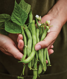 Close-up of Burpee Stringless Green Pod beans showing stringless, easy prep.