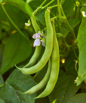 Burpee Stringless Green Pod seeds in a packet for easy planting and flavorful harvest.