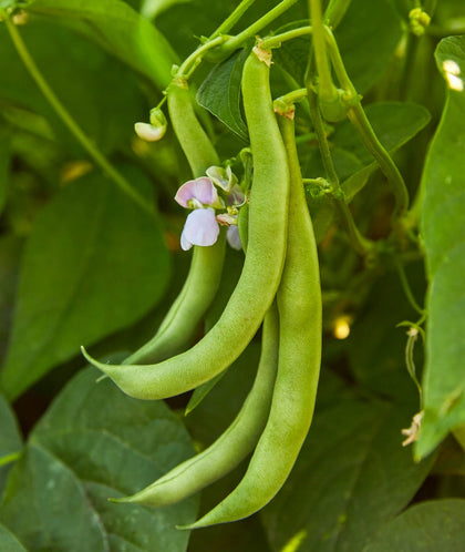 Burpee Stringless Green Pod seeds in a packet for easy planting and flavorful harvest.