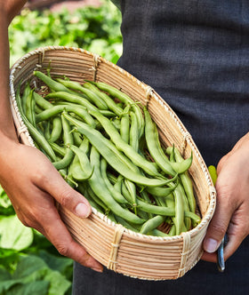 Burpee Stringless Green Pod seeds arranged for simple starting with a seed kit.