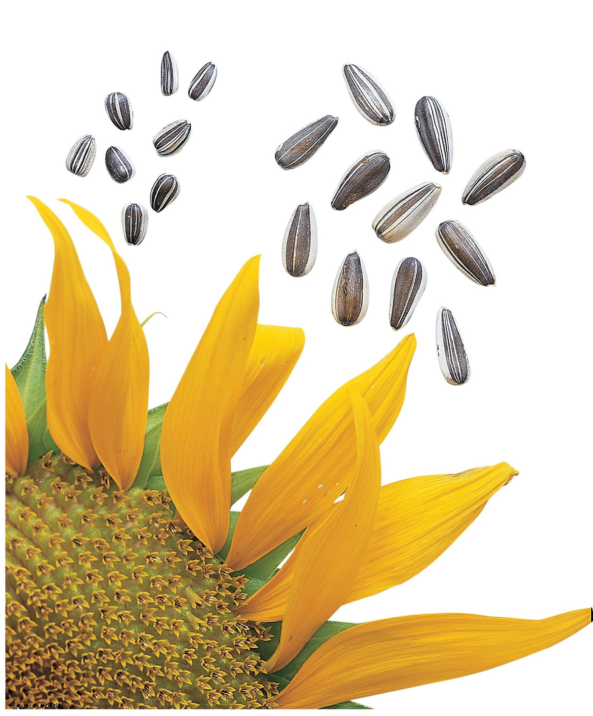 Burpee Sunflower Seeds 50-Pack: easy-to-crack seeds for quick snacks and garden planting.