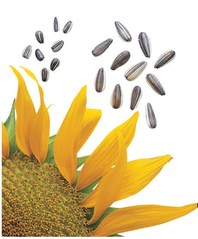 Burpee Sunflower Seeds 50-Pack: easy-to-crack seeds for quick snacks and garden planting.