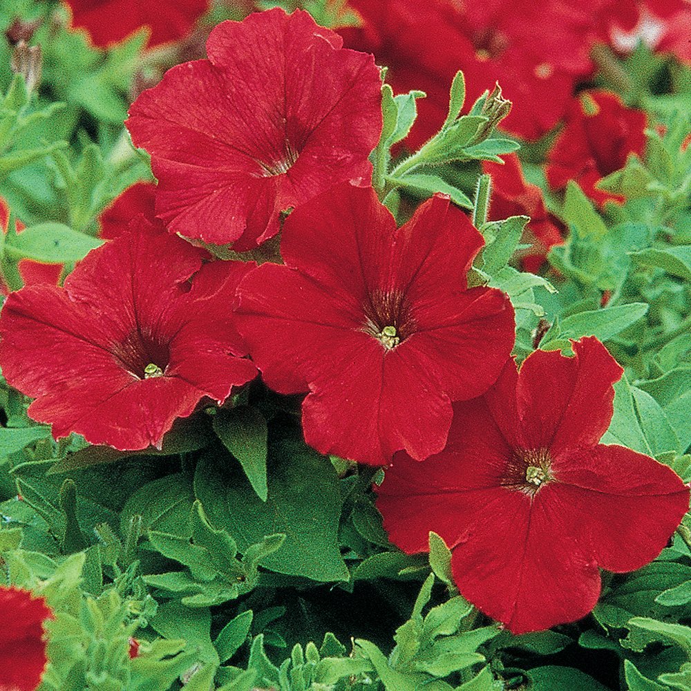Burpee Supercascade Red Petunia blooms close-up for vibrant container displays.