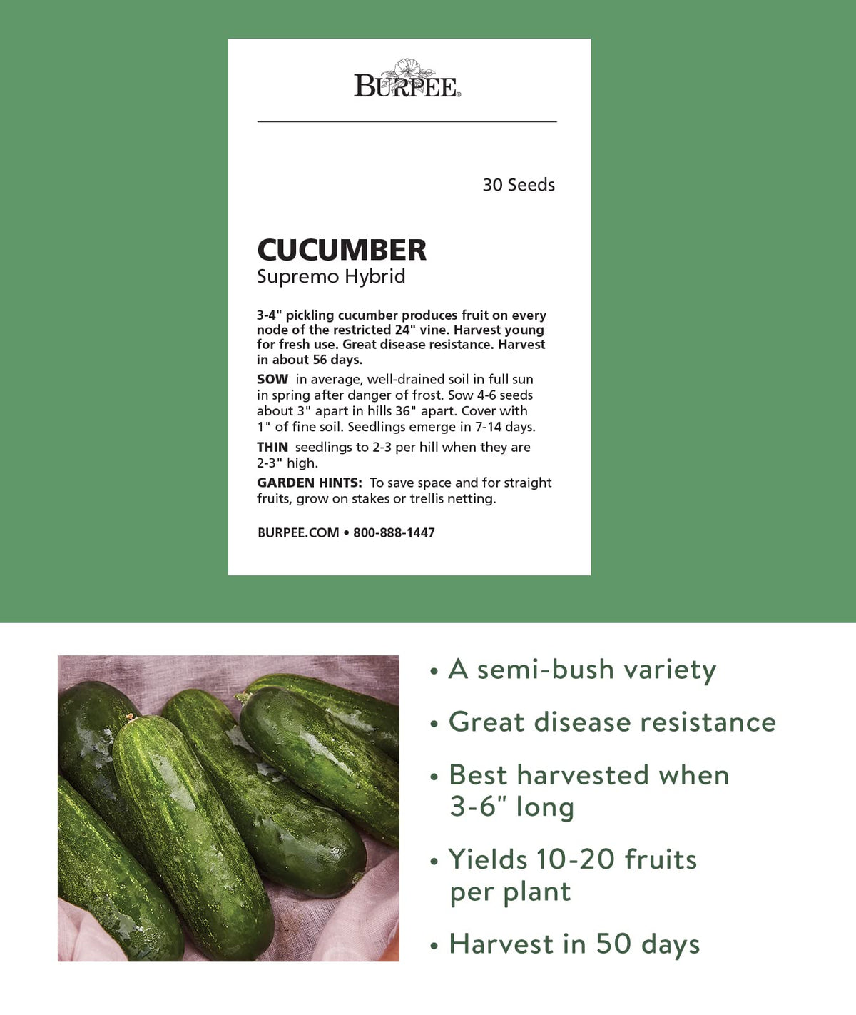 Supremo cucumber fruit close-up ready for fresh eating and pickling.