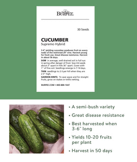 Supremo cucumber fruit close-up ready for fresh eating and pickling.