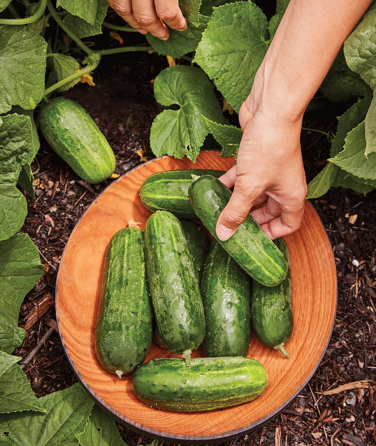 Supremo cucumber harvest ready on a compact plant for easy picking.