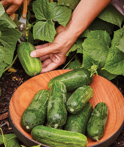 Burpee Supremo cucumber seeds packet for home gardening and fresh pickles.