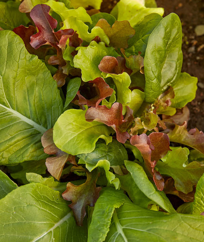 Burpee Sweet Salad Mix seeds packet ready for easy homegrown greens