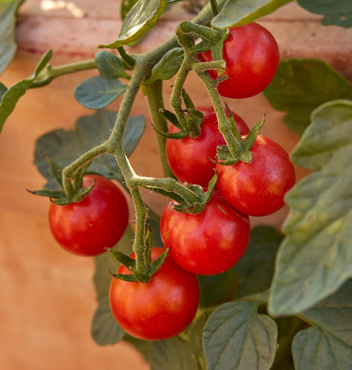 Burpee Sweetheart container-friendly plant ideal for pots and containers.