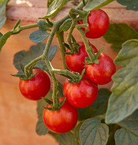 Burpee Sweetheart container-friendly plant ideal for pots and containers.