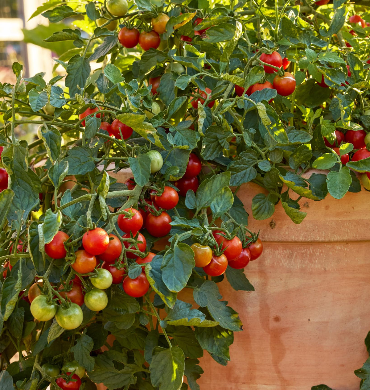 Burpee Sweetheart red cherry tomatoes ready for balcony snacking.