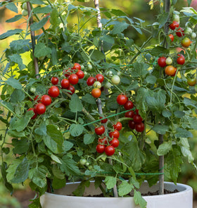Burpee Sweetheart seed packet containing 10 non-GMO seeds.