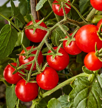 Burpee Sweetheart of the Patio tomato plant shown in compact form for small spaces.