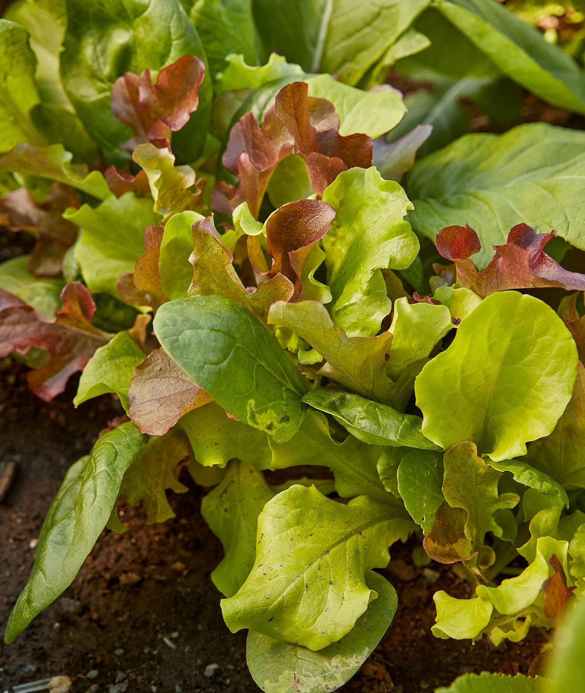 Burpee Tendergreen mustard leaves ready for zesty bowls