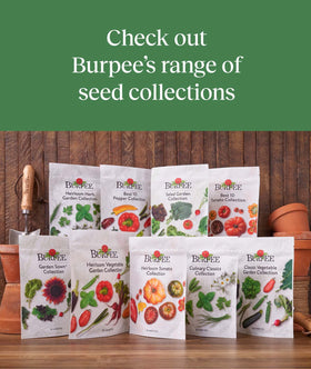 Gift-pack display of Burpee tomato seeds for garden lovers and thoughtful gifts.