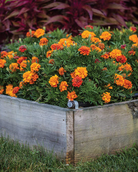 Burpee Triple Treat marigolds showcase yellow, orange, and red hues.
