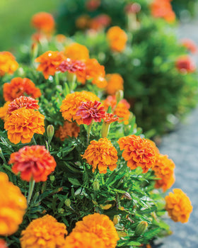 Burpee Triple Treat marigolds form a vibrant border in full sun.