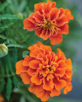 Burpee Triple Treat marigolds are ideal for containers and patios.