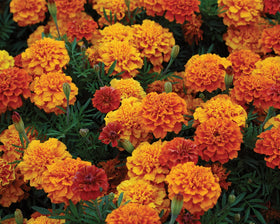 Burpee Triple Treat marigold seeds yield three-color blooms for borders.
