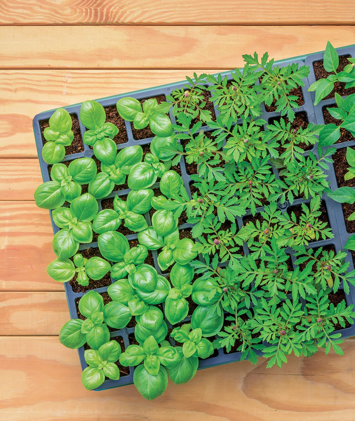 Burpee XL seedling diagrams for tracking sowing and varieties in cells